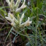 Astragalus vesicarius Drugo