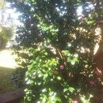 Camellia japonica Vivejo