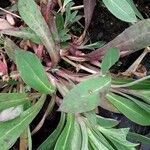 Buphthalmum salicifolium Hoja