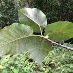 Ficus nymphaeifolia Leaf
