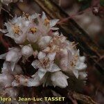 Cuscuta epithymum Çiçek