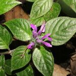 Justicia brenesii Flor