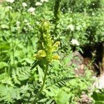 Pedicularis bracteosa 整株植物