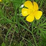 Ranunculus acris Çiçek