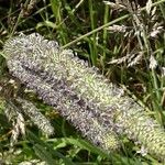 Phleum pratense 花
