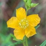 Hypericum brasiliense Λουλούδι