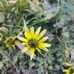 Arctotheca calendulaFlower