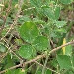 Medicago sativa Blatt