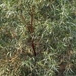 Acacia retinodes Yaprak
