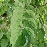 Campsis radicans Leaf