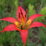 Lilium philadelphicum ফুল