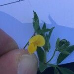 Lotus angustissimus Λουλούδι
