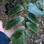 Castanospermum australe Leaf