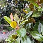 Magnolia virginiana 花