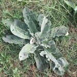 Verbascum pulverulentumBlad