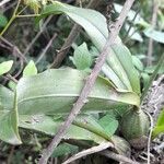 Gomesa bifolia Hoja