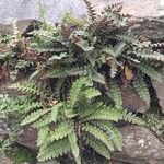 Asplenium ceterach Blad