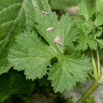 Erodium chium Leaf