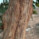 Lagerstroemia parviflora Bark