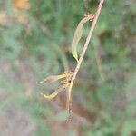 Prosopis koelziana Fruit