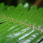 Pteris catoptera برگ