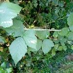 Rubus foliosus Blatt