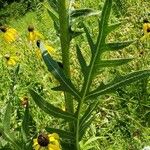 Silphium laciniatum পাতা