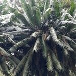 Cycas circinalis Leht