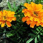 Tagetes erecta 花