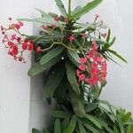 Euphorbia milii Flors