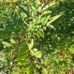 Sorbus americana Blatt