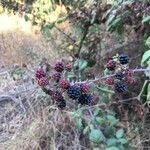 Rubus ulmifoliusFruit