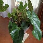 Anthurium faustomirandae Листок