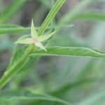 Ludwigia decurrens Leaf