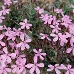 Saponaria ocymoidesFlower