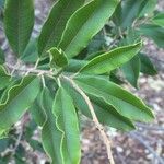 Ozoroa paniculosa Leaf