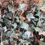 Rumex scutatus Hoja