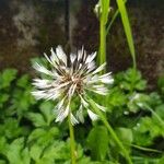 Taraxacum erythrospermumÇiçek