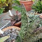 Gasteria glomerata Hoja