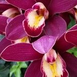 Cymbidium faberi Bloem