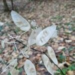 Lunaria rediviva Плод