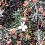 Chiliotrichum diffusum Blomst