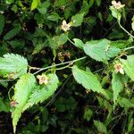 Kerria japonica Leht
