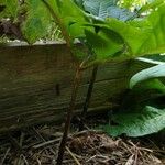 Amorphophallus konjacआदत