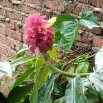 Costus barbatus Λουλούδι
