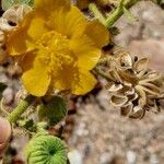 Abutilon mauritianum Gyümölcs