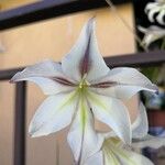 Gladiolus tristis Flor