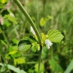 Leucas glabrata Flower