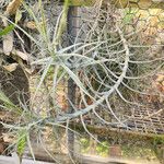 Tillandsia paleacea Yaprak