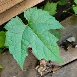 Vitis aestivalis Leaf